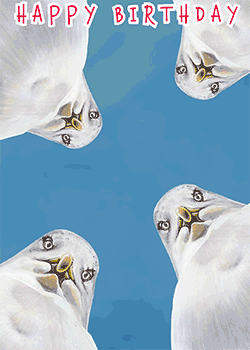 Birthday Seagulls