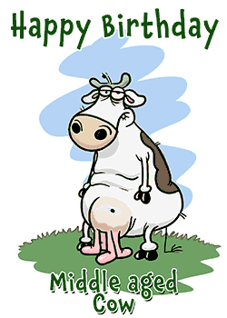 Middle Aged Cow