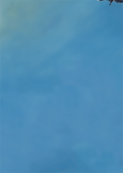 Seagull Birthday Splat